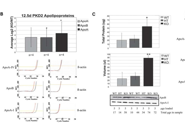 Western Blot using APOA1
